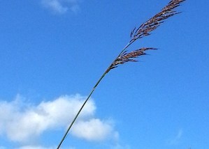 Big bluestem