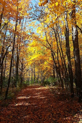 Path through the Perry woods