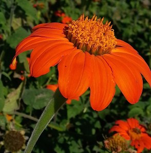 Mexican sunflowers
