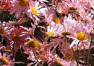 A buckeye in the mums