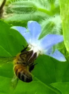 BeeBorage
