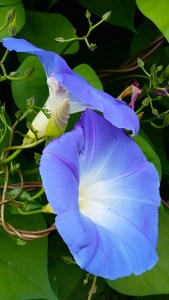 fall-morningglories