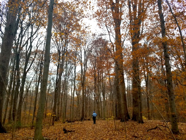 beech-upland-rocky-hollow
