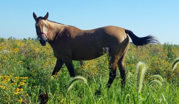 Riley, the Runaway Horse