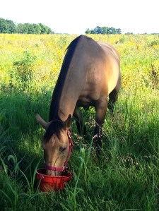 Riley the Runaway having a drink