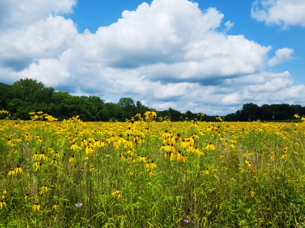 Mostly yellow coneflowers (Ratibida pinnata)